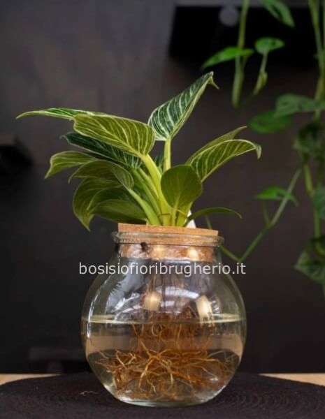 Pianta in idrocultura