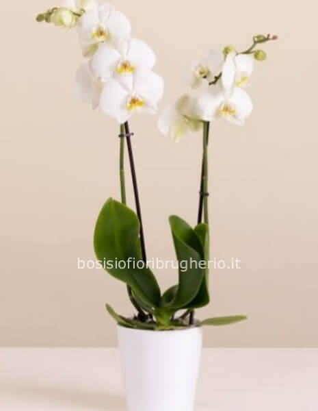 Pianta di phaleonopsis a 2 steli bianca con vaso