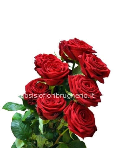 rose lunghezza media 60 cm