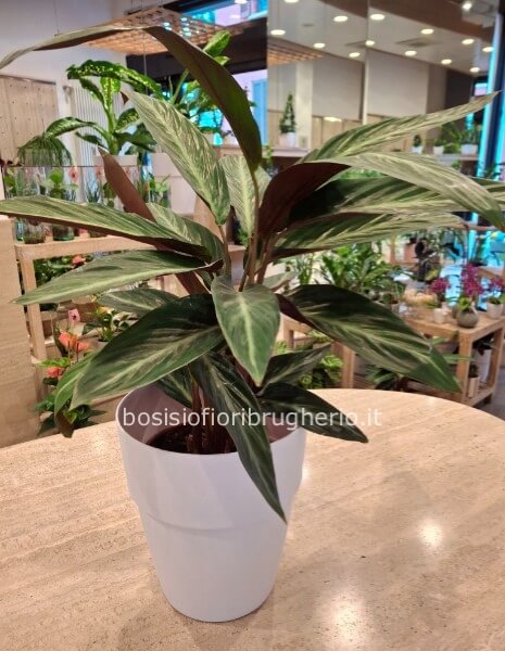 Pianta di sansevieria h. 45