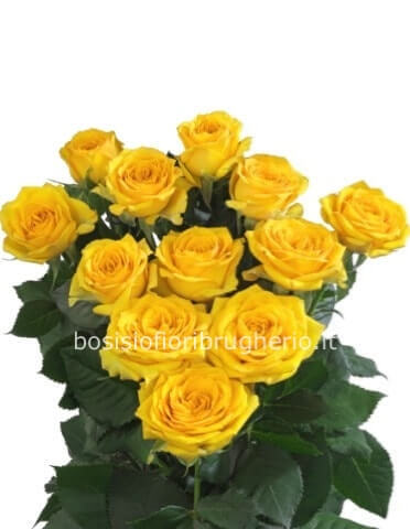 Rose gialle a steli, prima scelta, lunghezza 60 cm
