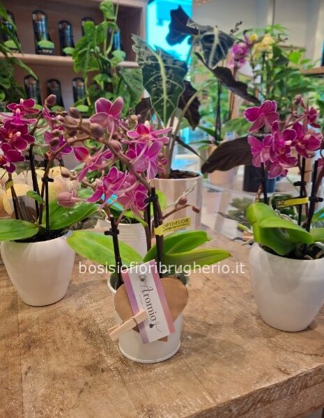 Pianta di mini phalaenopsis, colore fucsia e bianca, con vaso in ceramica