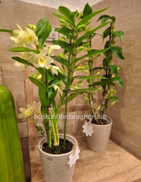 Pianta di dendrobium, diversi colori, vaso in ceramica