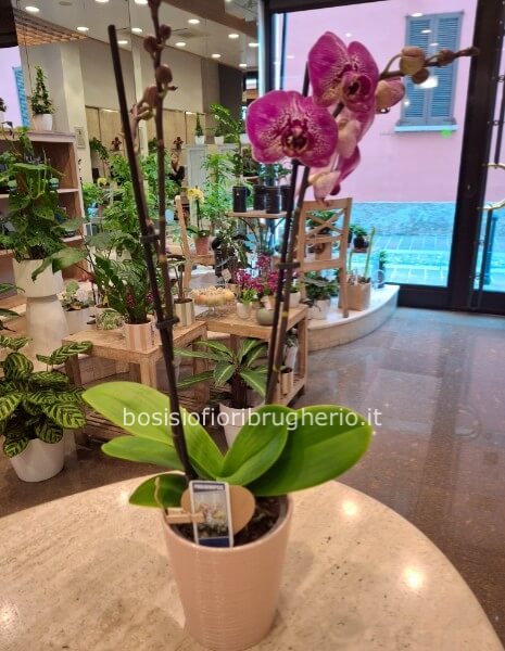 Phalaenopsis due rami con vaso in ceramica bianco o rosa