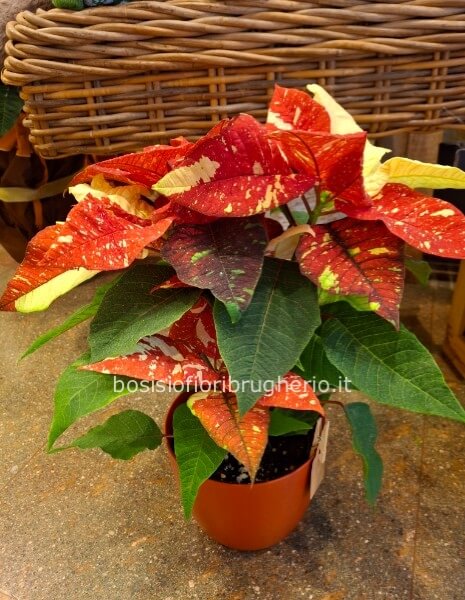 Stella di Natale screziata