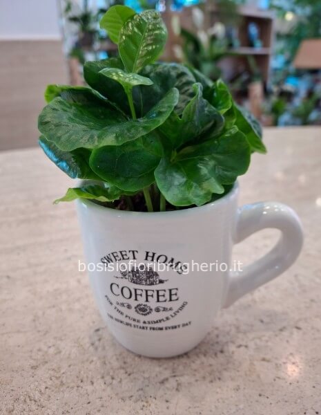Pianta del caffè in tazza in ceramica