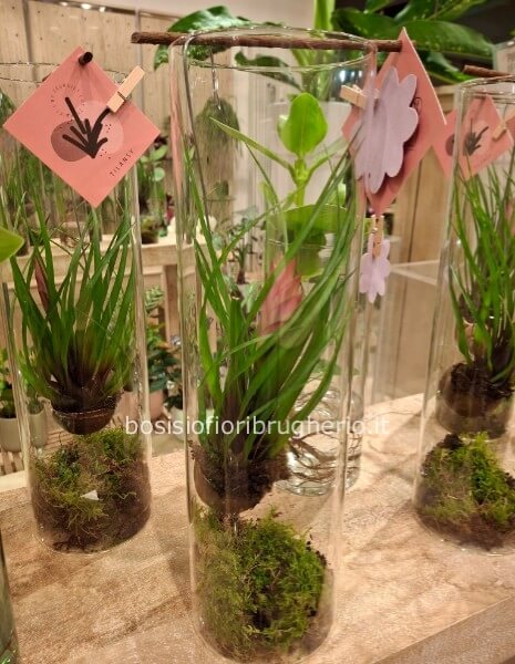 tillandsia