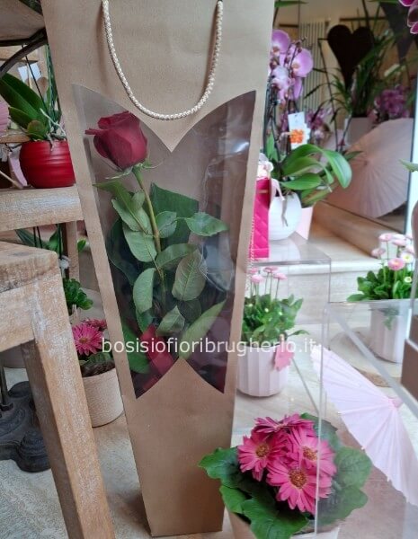 Rosa rossa confezionata in un elegante sacchetto