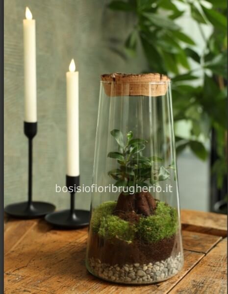 terrarium con pianta di ficus in vaso in vetro