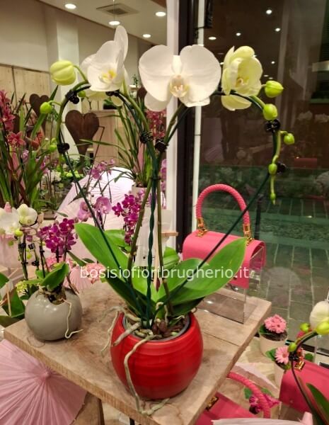 orchidea grande a forma di cuore