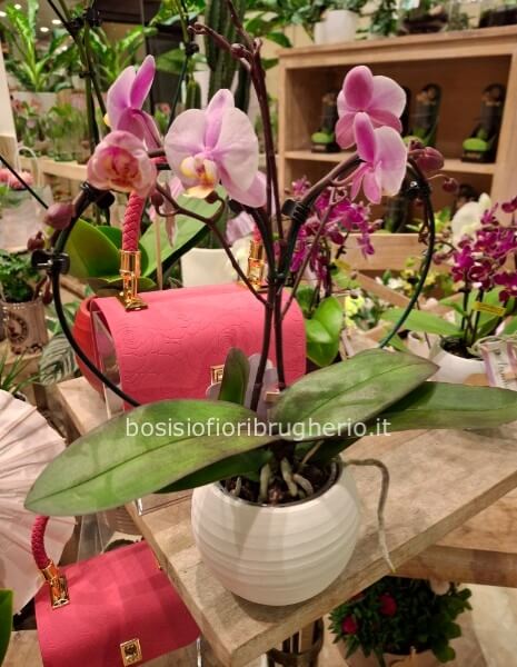orchidea a forma di cuore