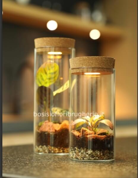 Mini-terrarium