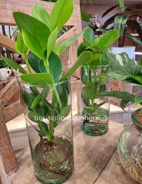 Mangrovia in idrocultura