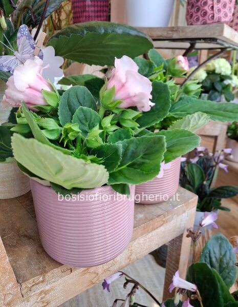 Pianta gloxinia