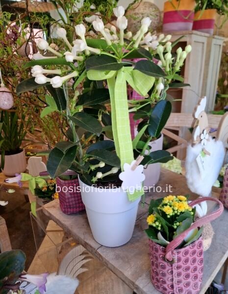 Pianta di Stephanotis