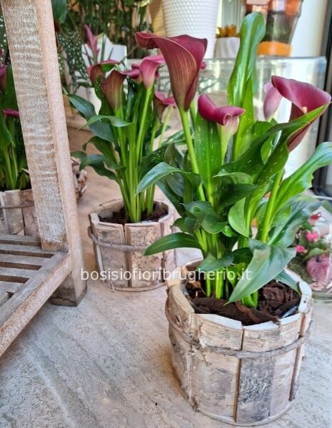 Pianta di Stephanotis