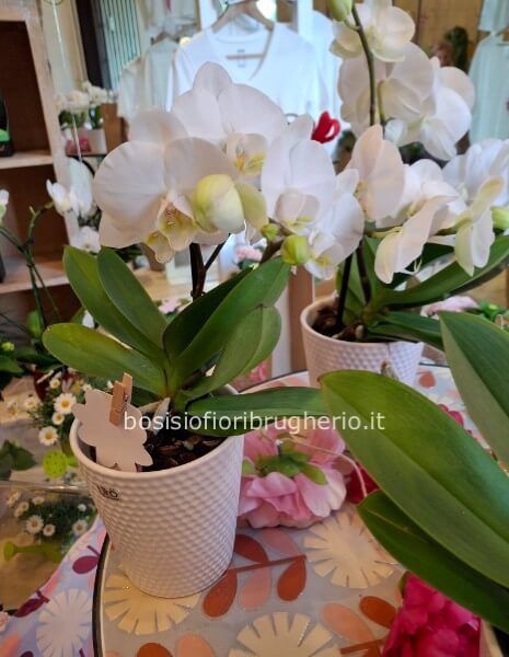 Orchidea bianca due rami con vaso in ceramica bianco