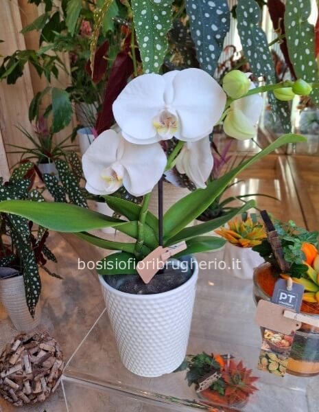 orchidea bianca un ramo con vaso in ceramica bianco