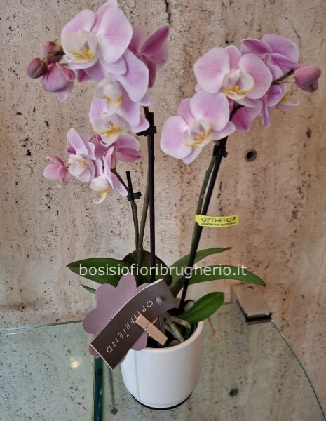 Pianta di orchidea bianca