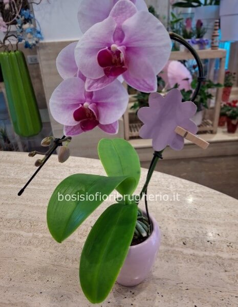 Mini-orchidea bianca in vaso ceramica bianco