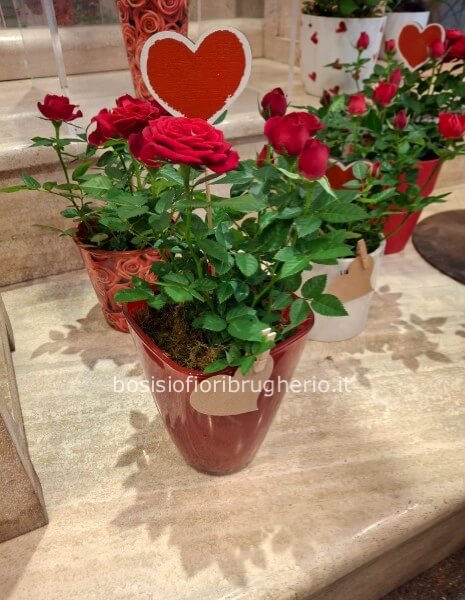 Pianta di roselline rosse con cuoricino in legno