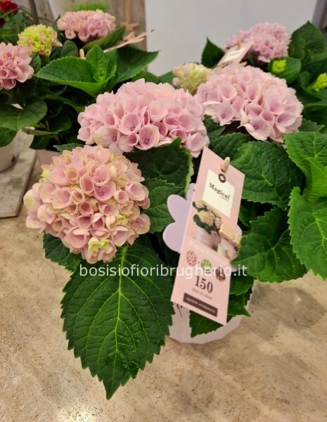 Pianta di ortensia rosa in vaso in ceramica rosa