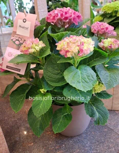 Pianta di ortensia rosa in vaso in ceramica rosa