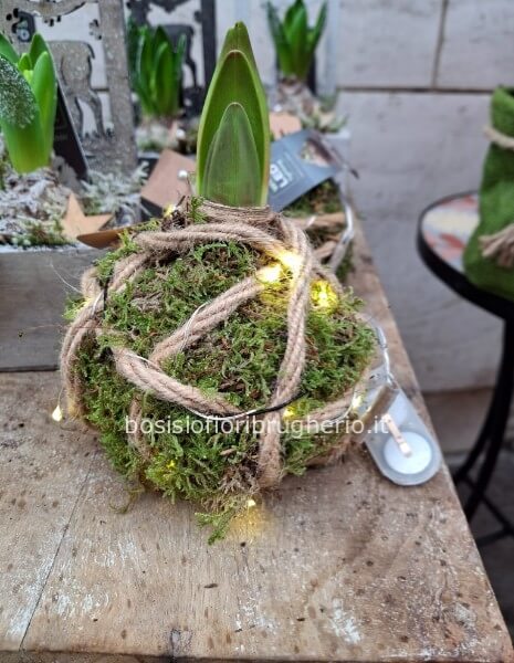 bulbo Amarillis con muschio