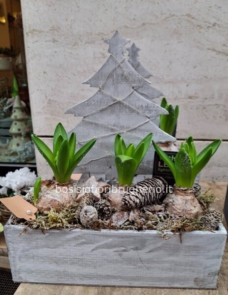 n.3 bulbi di giacinto