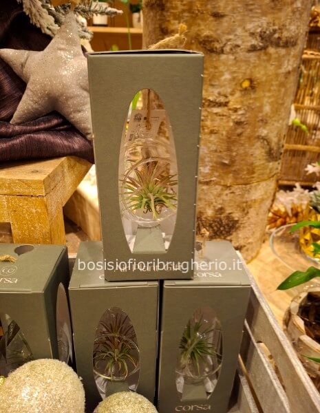 Palla di vetro da appendere all'albero con all'interno una tillandsia