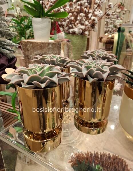 Pianata grassa con vaso oro