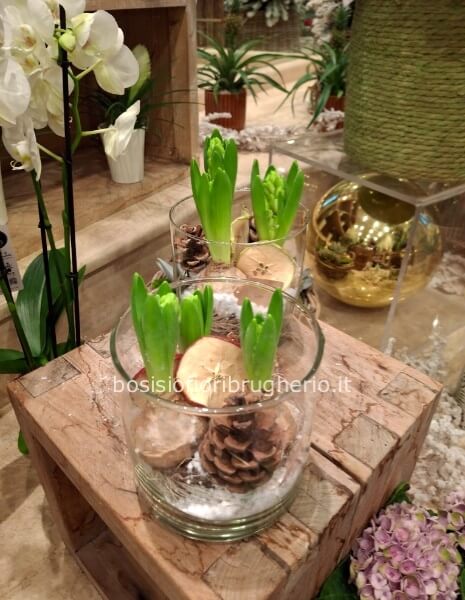 Composizione di tre bulbi di giacinto in vaso in vetro con fette di mele e pigne