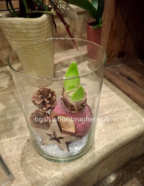 Composizione di bulbo di amarillis  cerato in vaso in vetro con pigne e stelle
