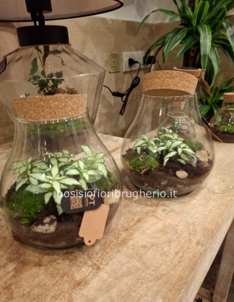 Terrarium con pianta verde
