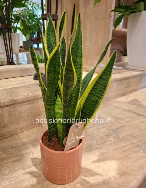 Sanseveria