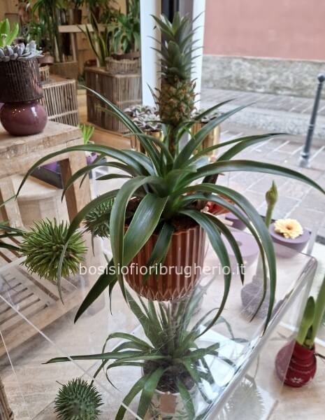 Pianta dell'ananas