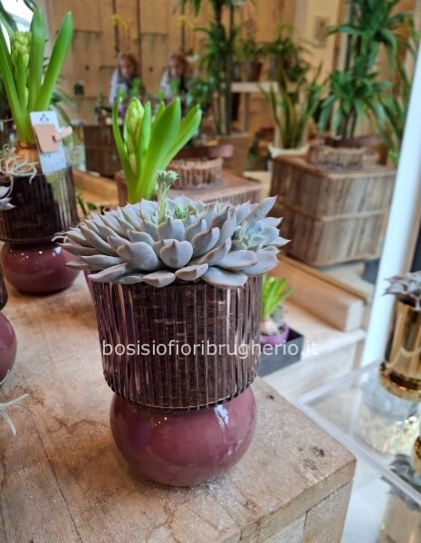 Pianta grassa con vaso