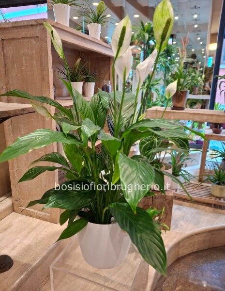 Pianta di Spartiphilium con vaso in resina bianco