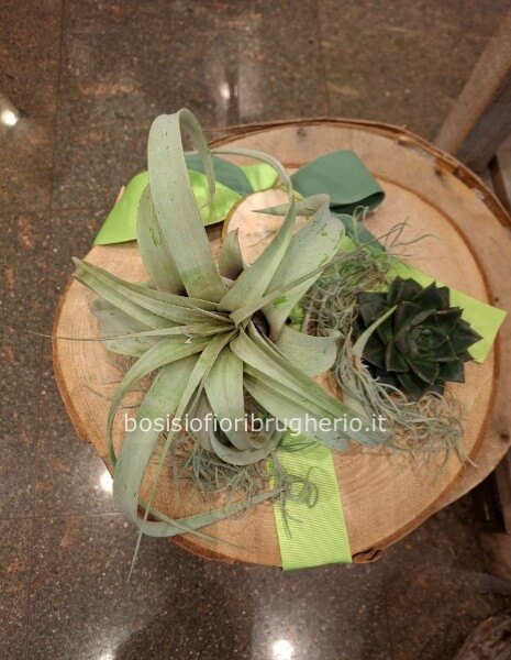 Pianta xerografica e pianta grassa su piatto di legno