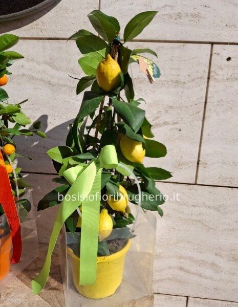 Pianta di limoni h70 cm