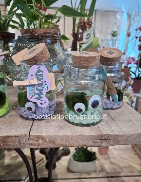 Alga Marimo