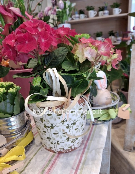 pianta di ortensia in vaso in ceramica