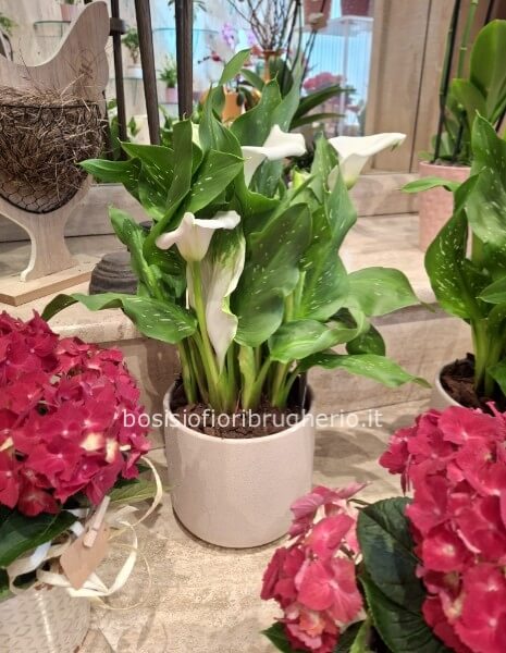 Pianta calla