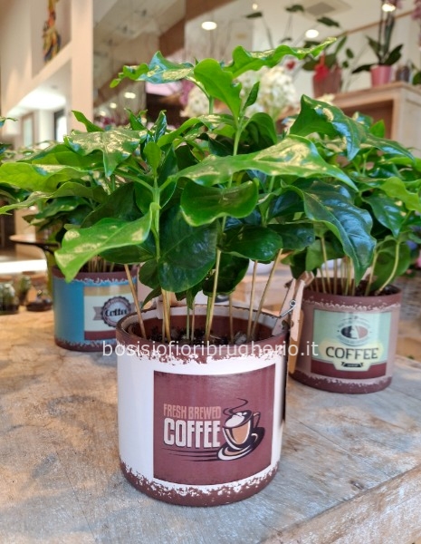 Pianta del caffè