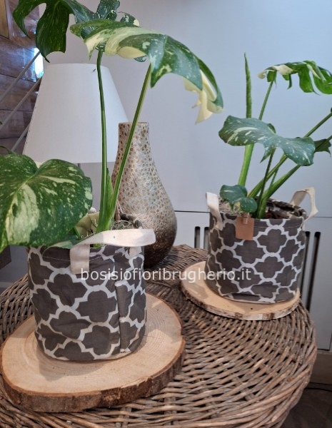 Mostera variegata