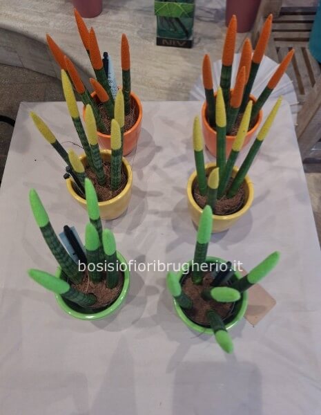 Sanseveria mini  con punte e vaso colorato