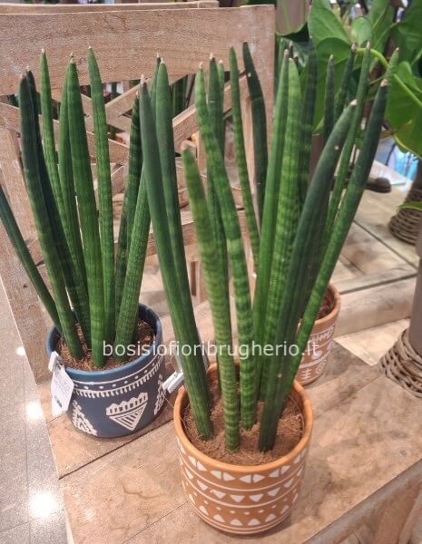 Sanseveria in vaso in terracotta